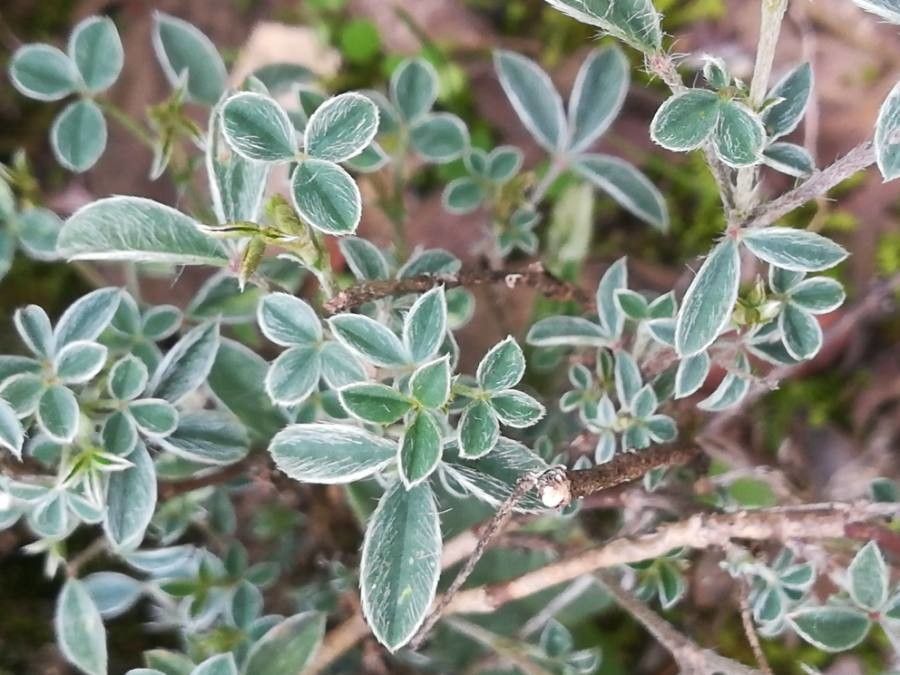 Argyrolobium zanonii — houseplant care guide