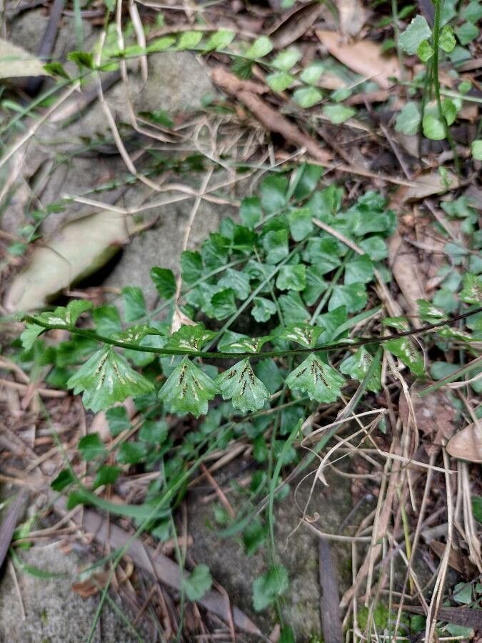 Asplenium flabellifolium — houseplant care guide
