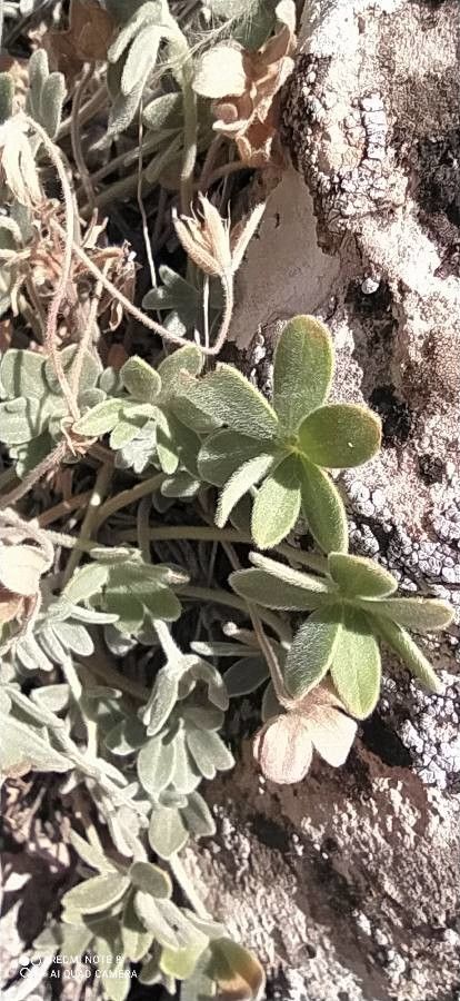 Geranium palmatipartitum — houseplant care guide