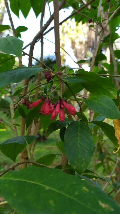 Cestrum fasciculatum — search result for 'Cestrum'
