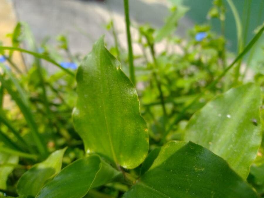 Commelina benghalensis leaf