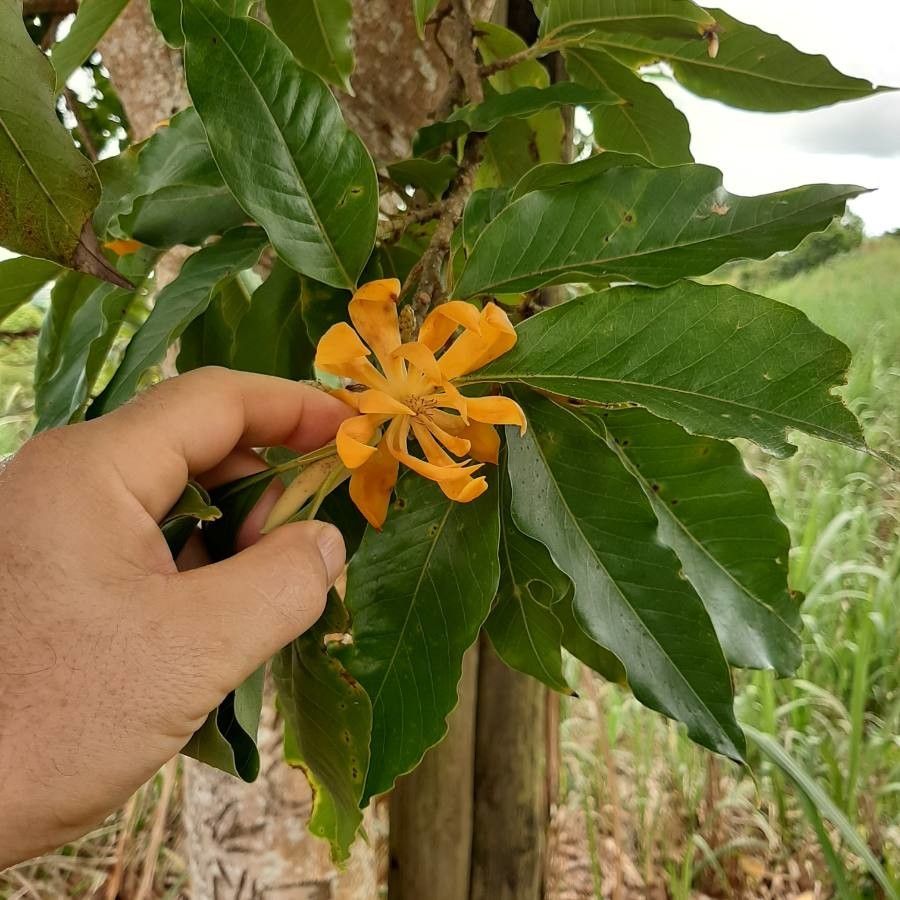 Michelia champaca flower