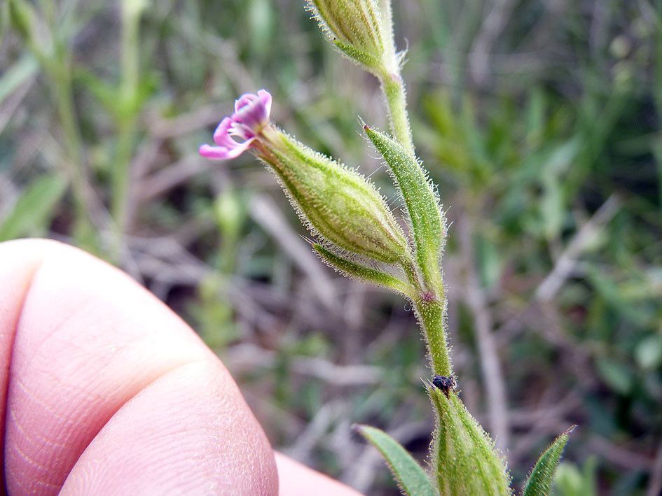 Silene neglecta — houseplant care guide
