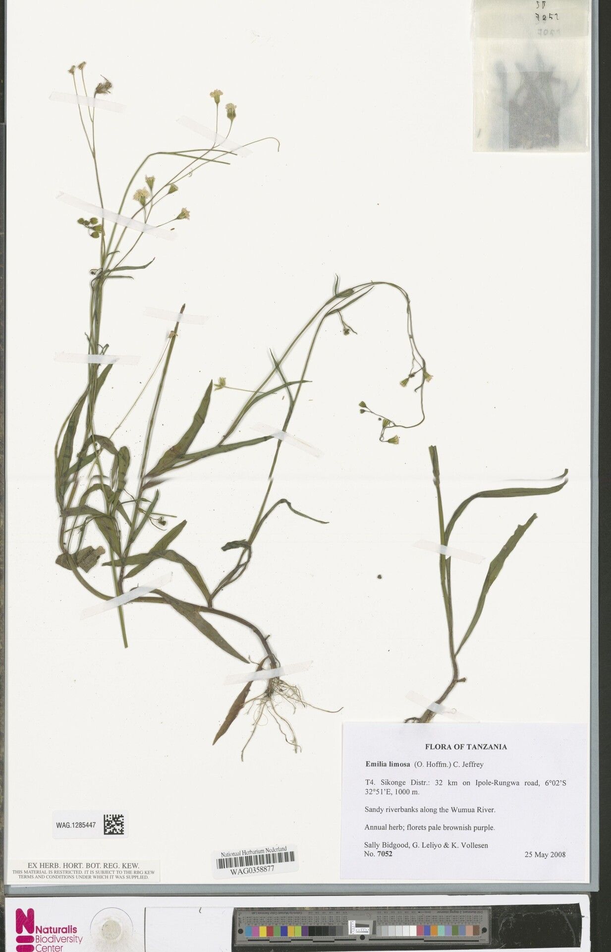 Emilia limosa — search result for 'Emilia'