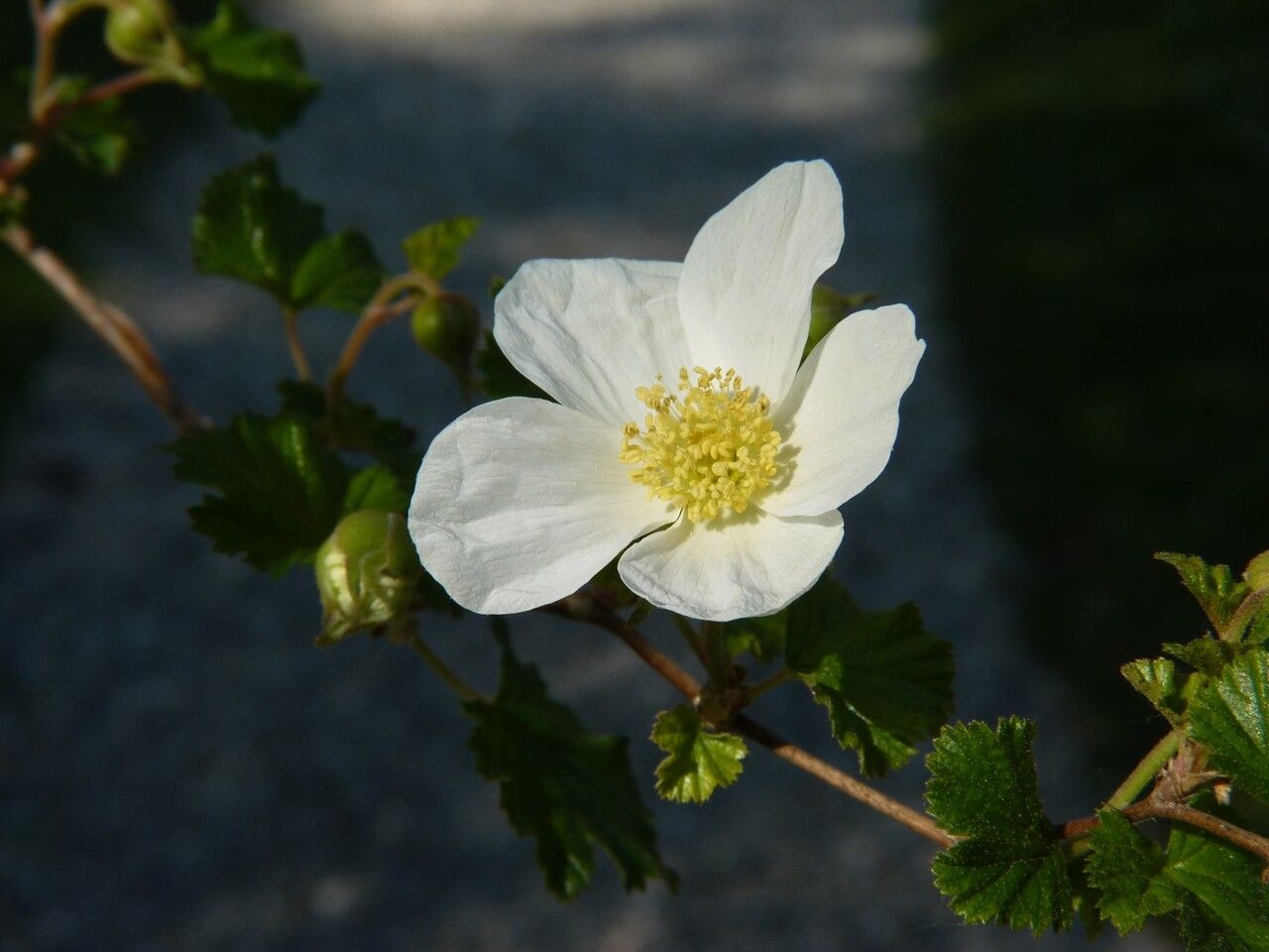 Rubus deliciosus flower