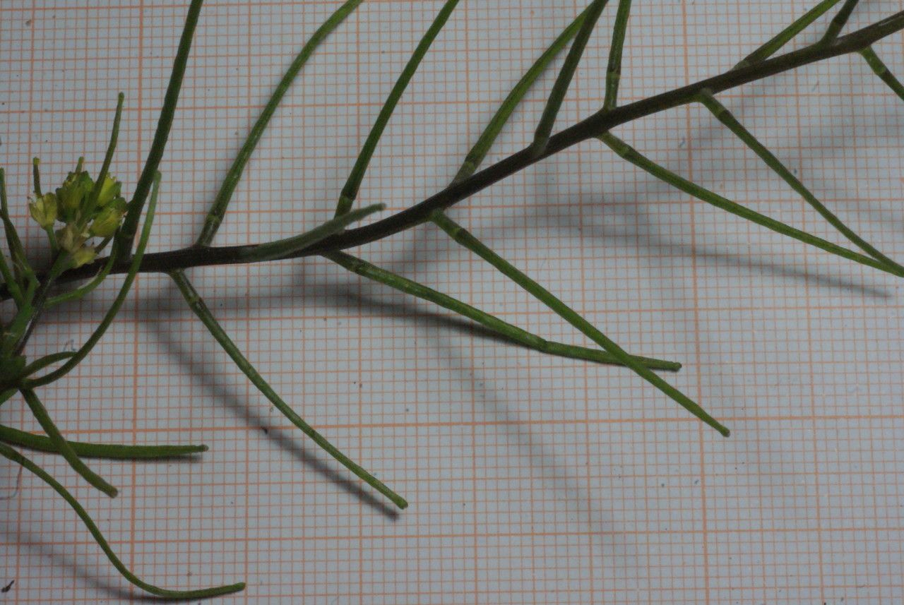 Sisymbrium erysimoides habit