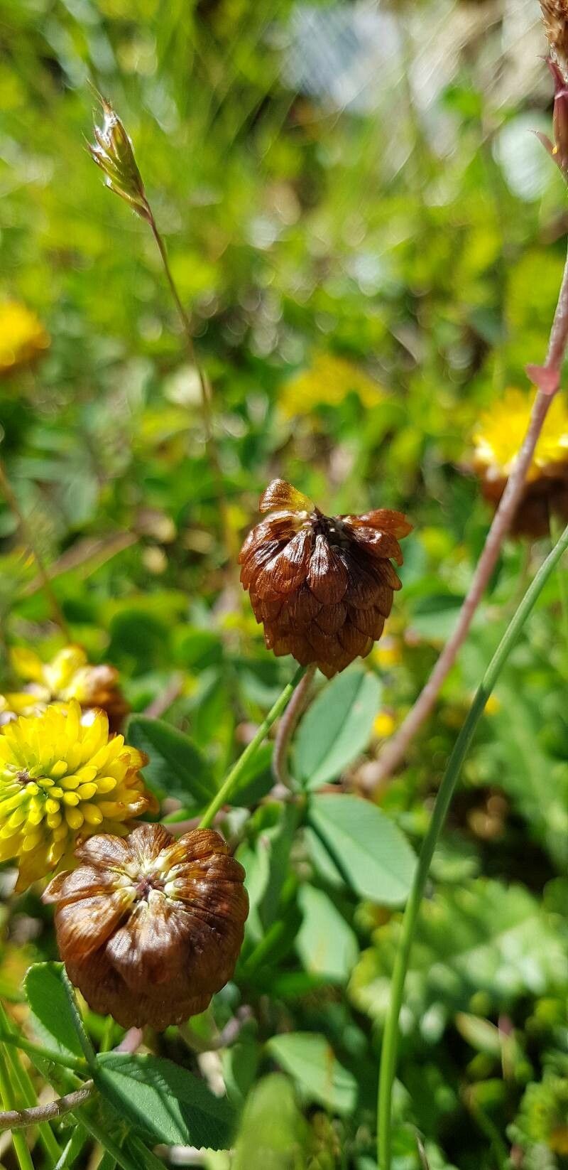 Trifolium badium fruit