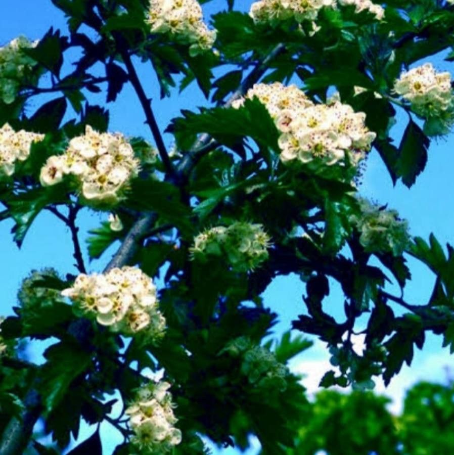 Crataegus arnoldiana flower