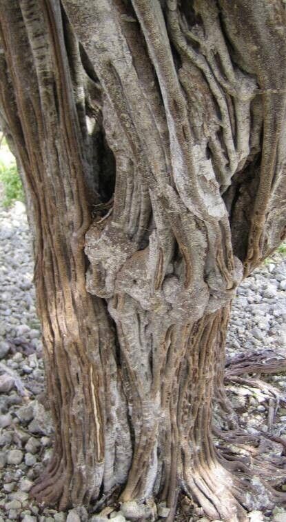 Haematoxylum brasiletto bark