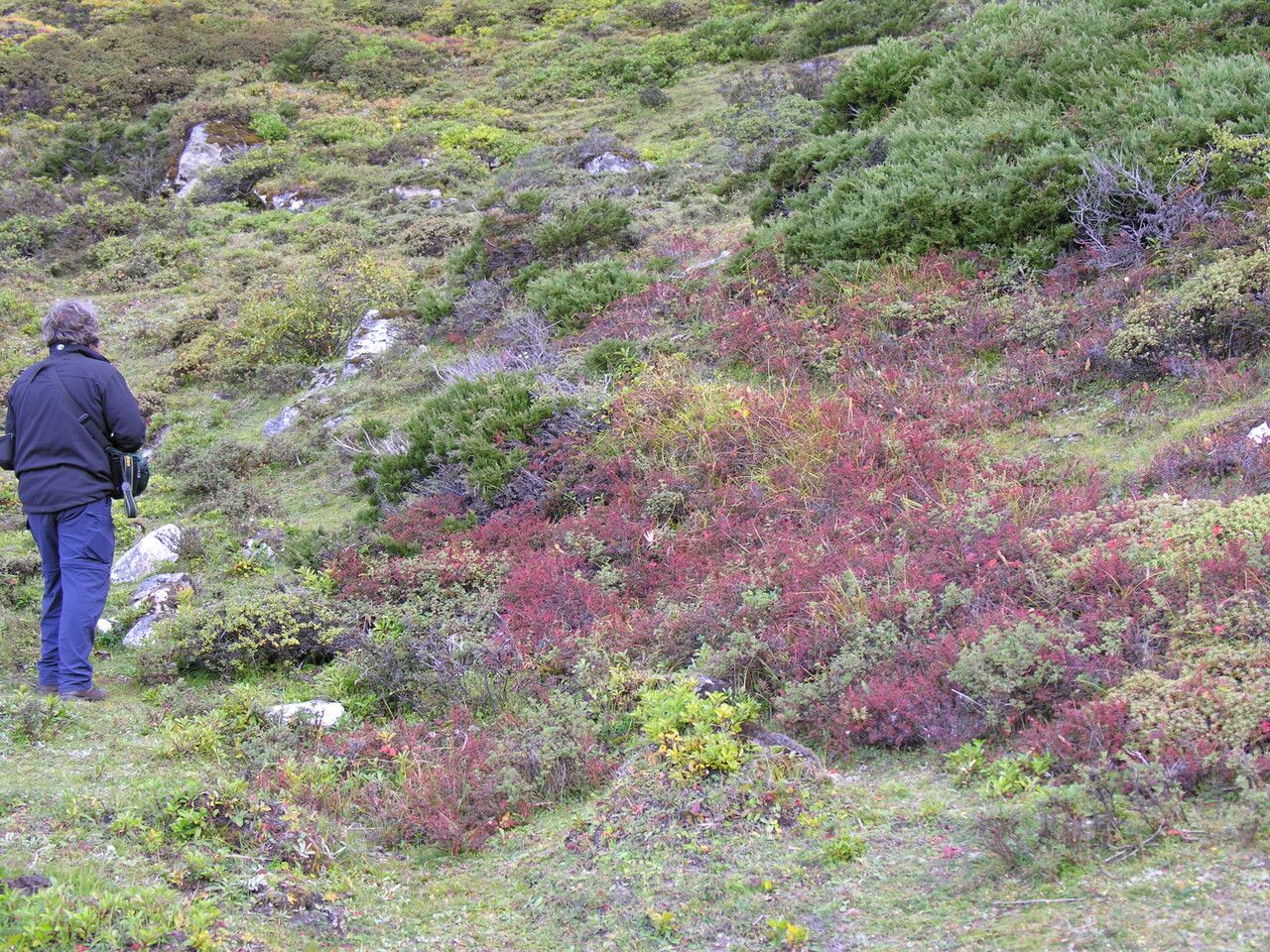 Berberis tsarica other