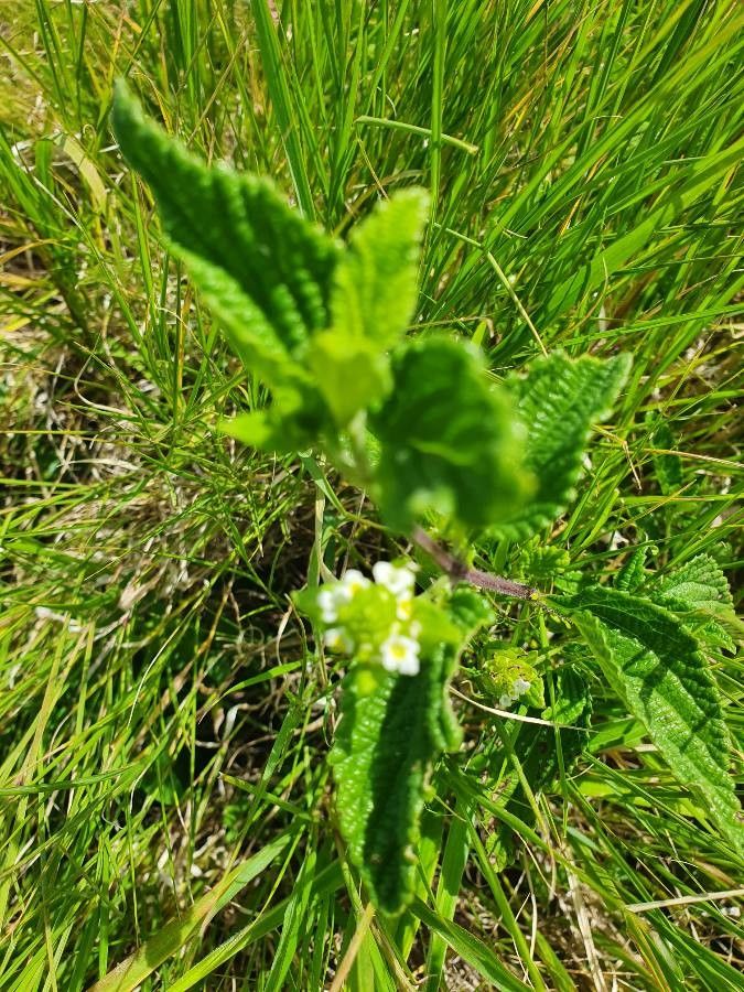 Lippia javanica habit