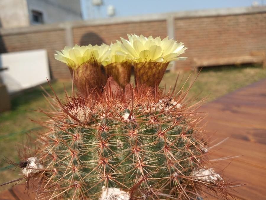 Parodia erubescens other