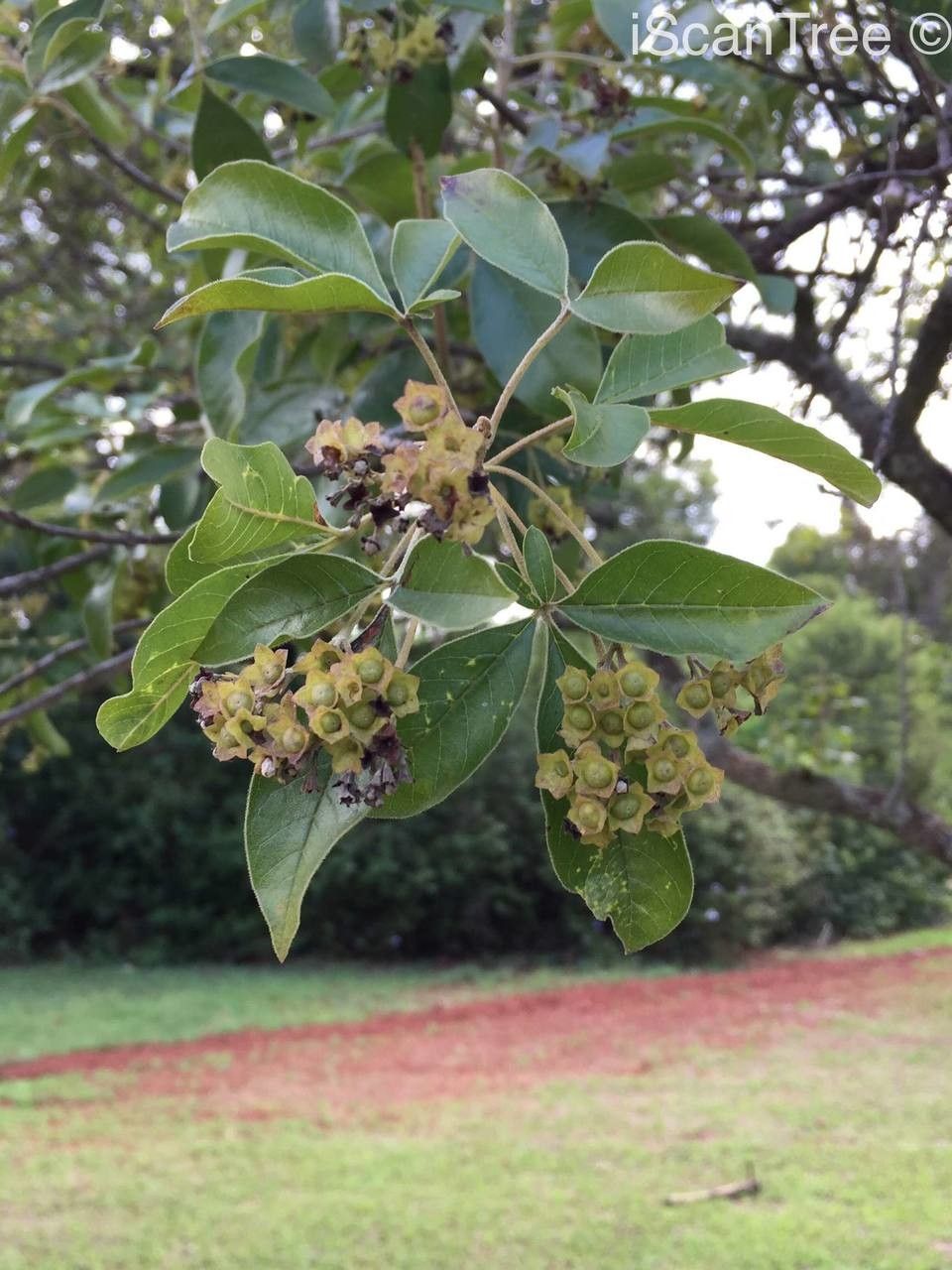 Vitex rehmannii flower