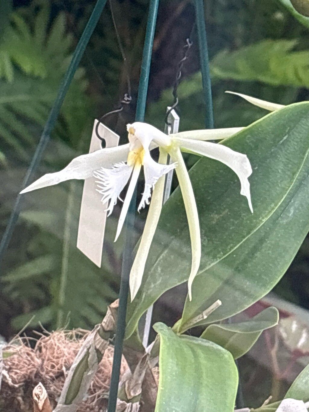 Epidendrum megalemmum — search result for 'Epidendrum'