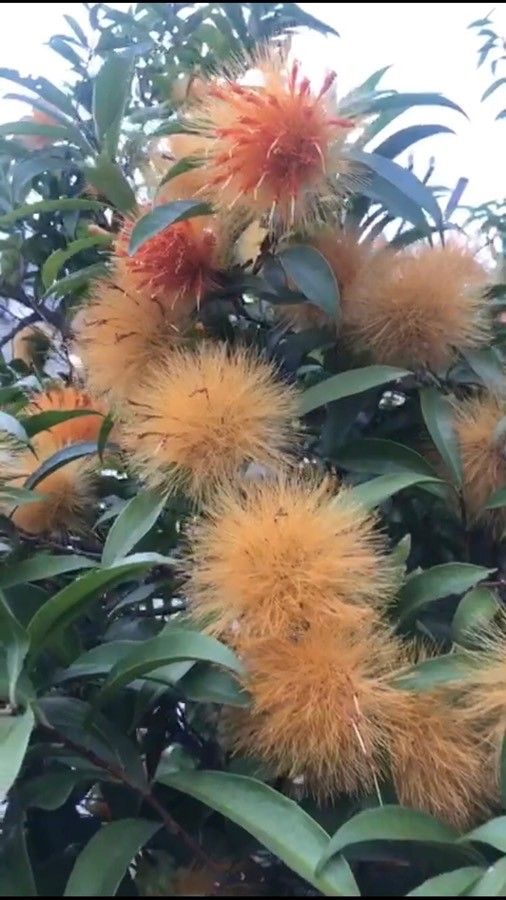 Stifftia chrysantha flower