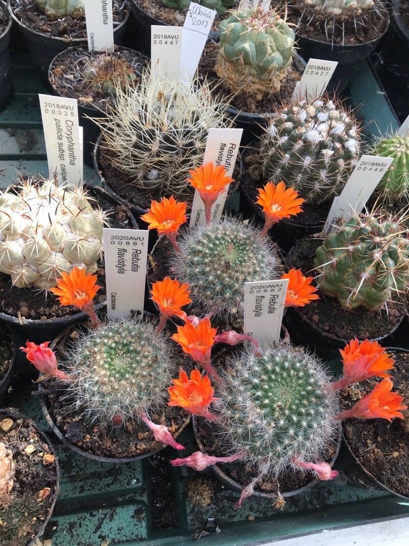 Rebutia flavistyla — houseplant care guide