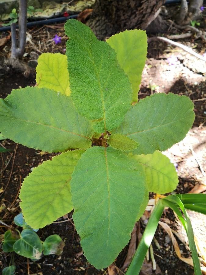 Wigandia urens — difficulty easy houseplant