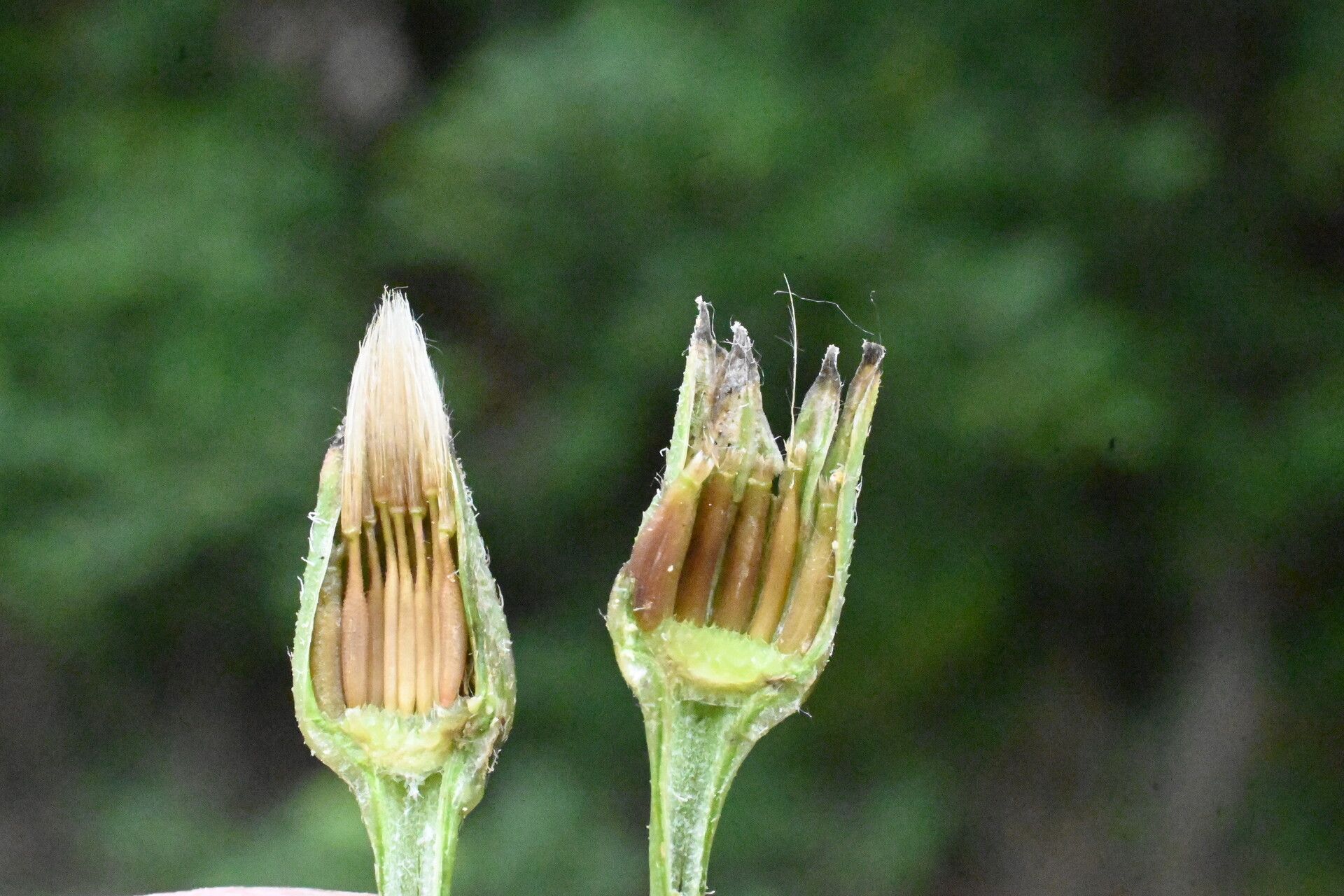 Leontodon saxatilis fruit