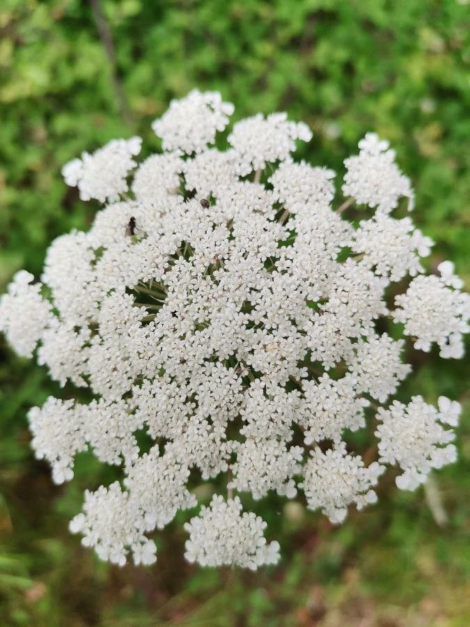 Cicuta bulbifera flower