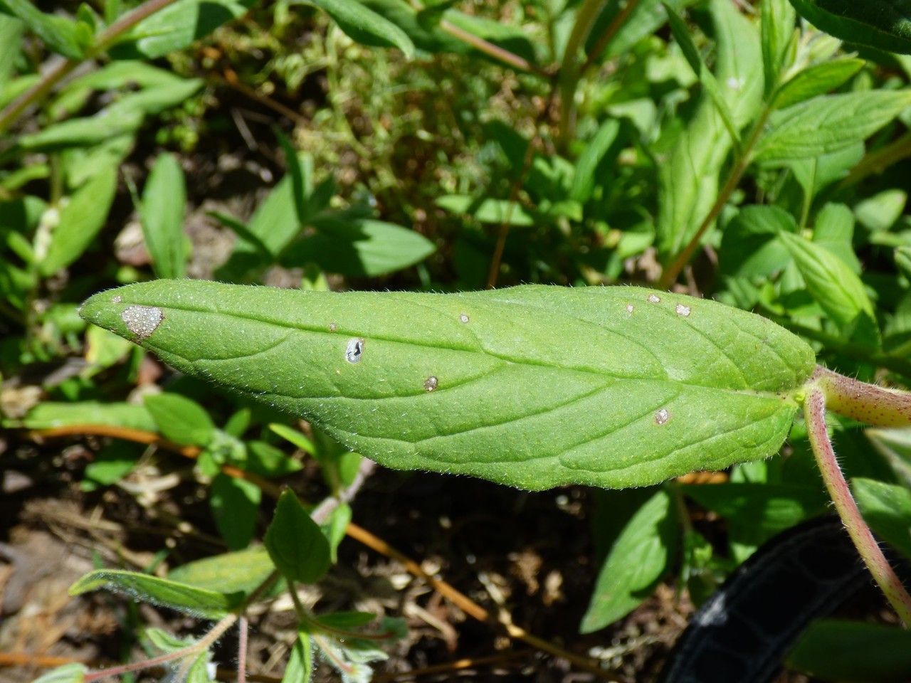 Trichodesma zeylanicum leaf