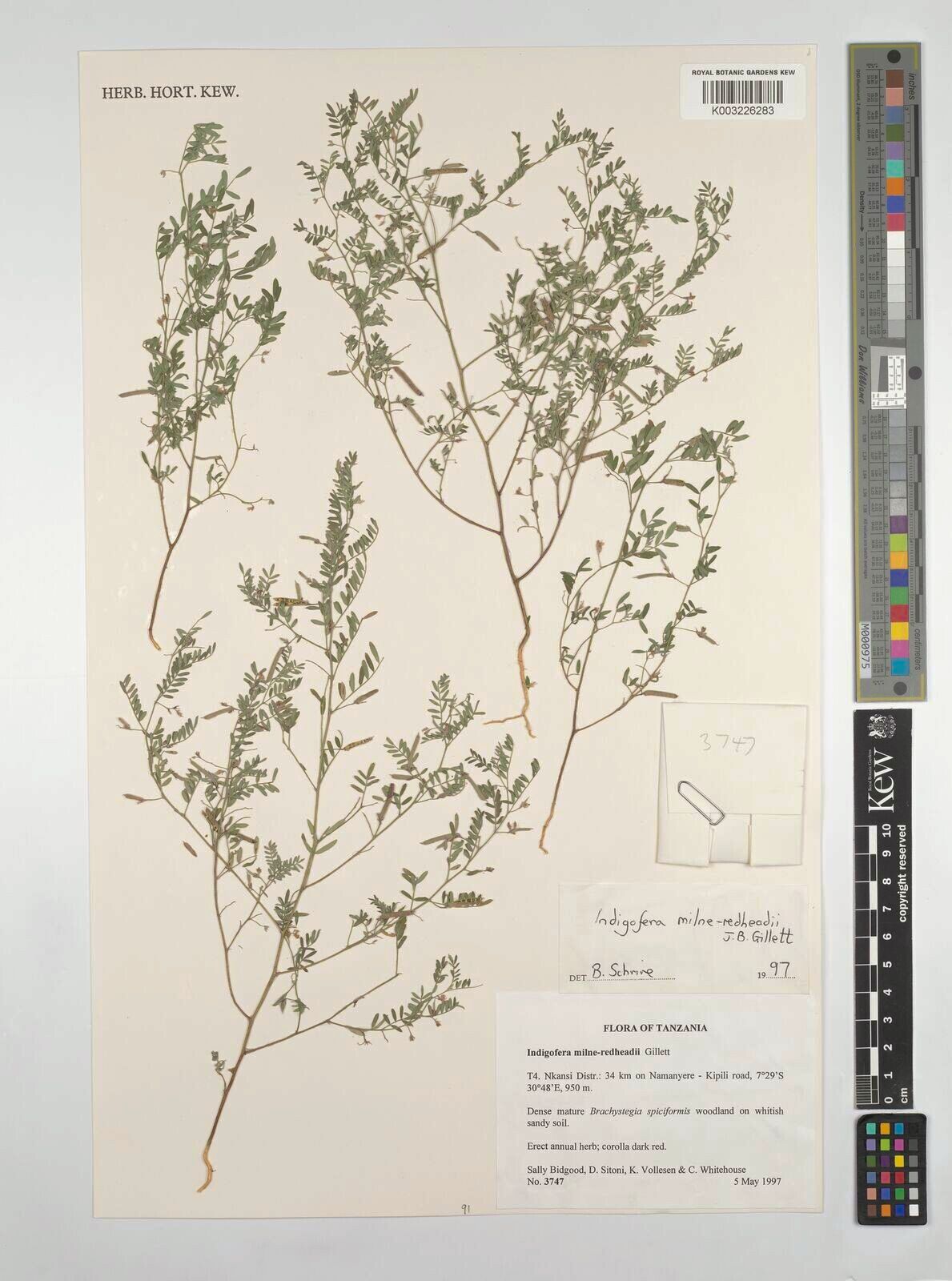 Indigofera milne-redheadii — houseplant care guide