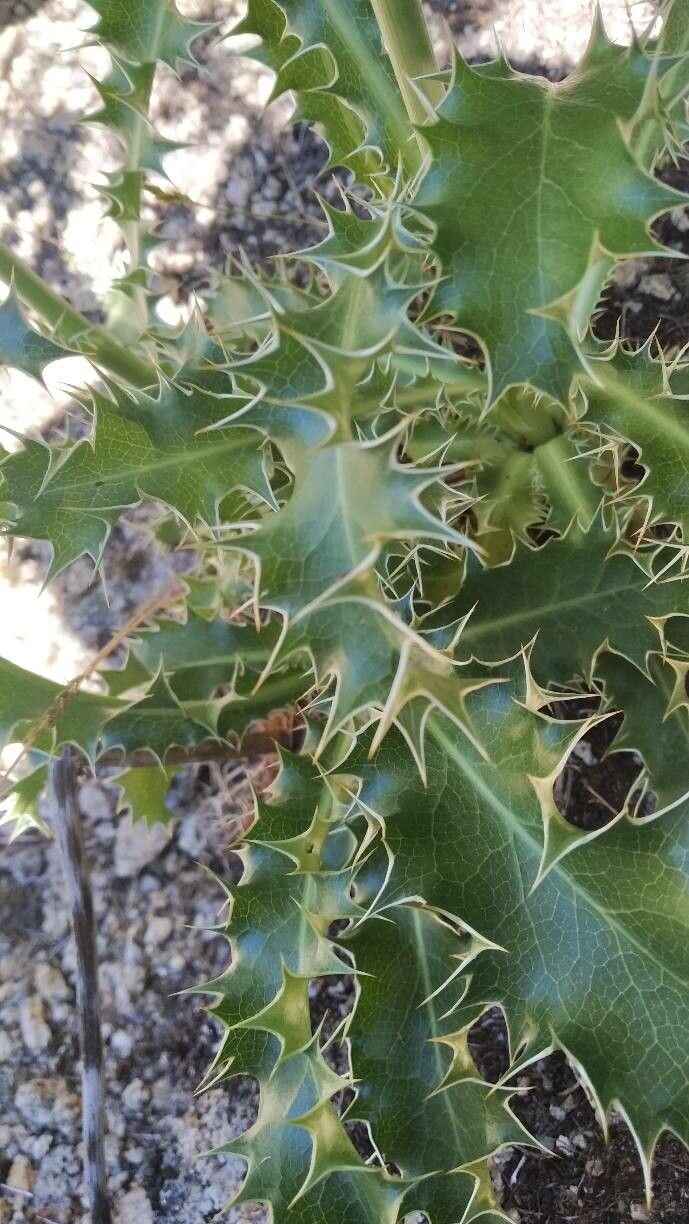 Eryngium duriaei — search result for 'Eryngium'