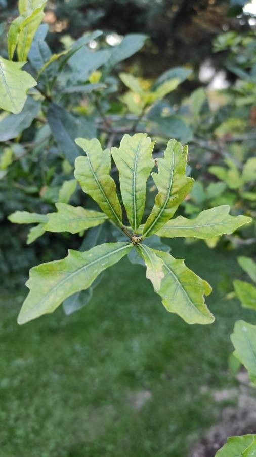 Quercus sinuata leaf
