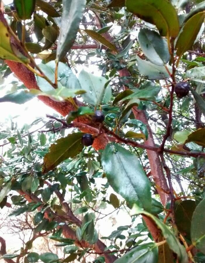 Ilex canariensis — search result for 'Ilex'