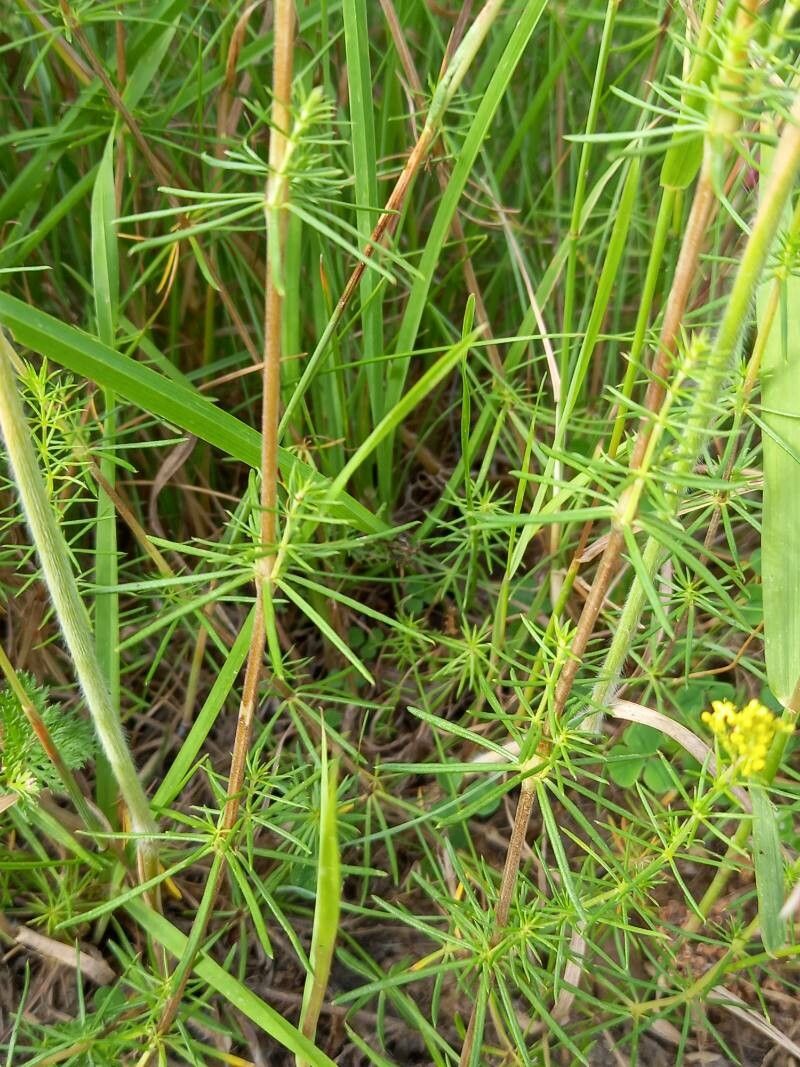 Galium verum leaf