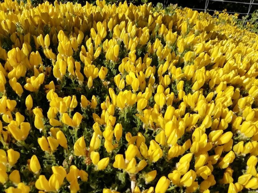 Cytisus fontanesii flower