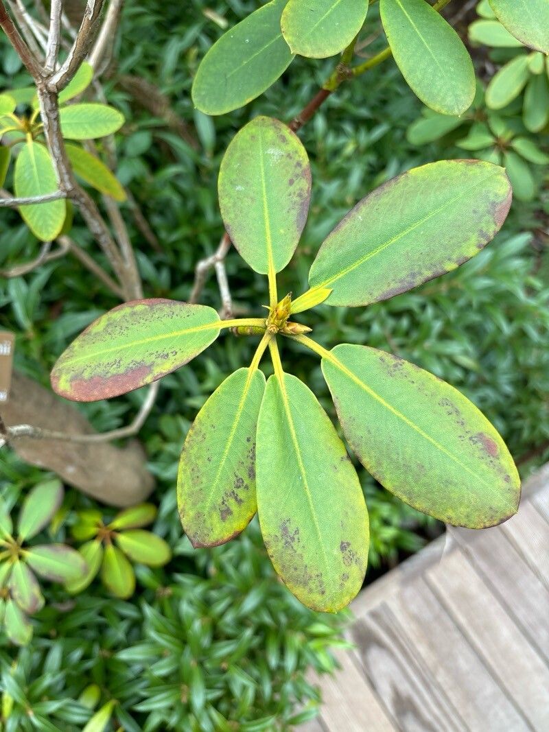 Rhododendron purdomii — houseplant care guide