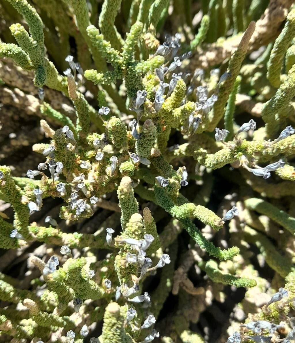 Fabiana bryoides — related species from the same genus