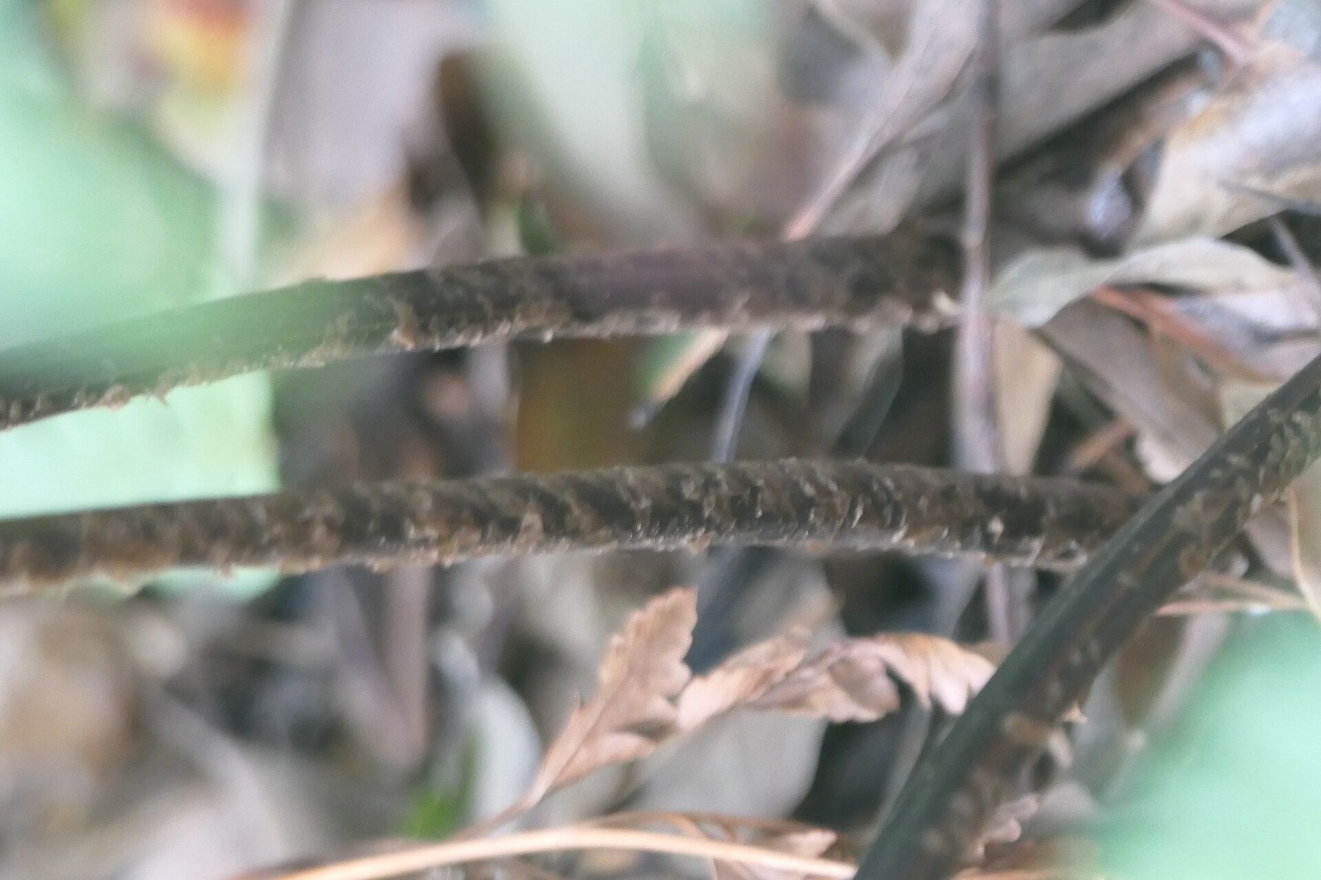 Rumohra adiantiformis bark