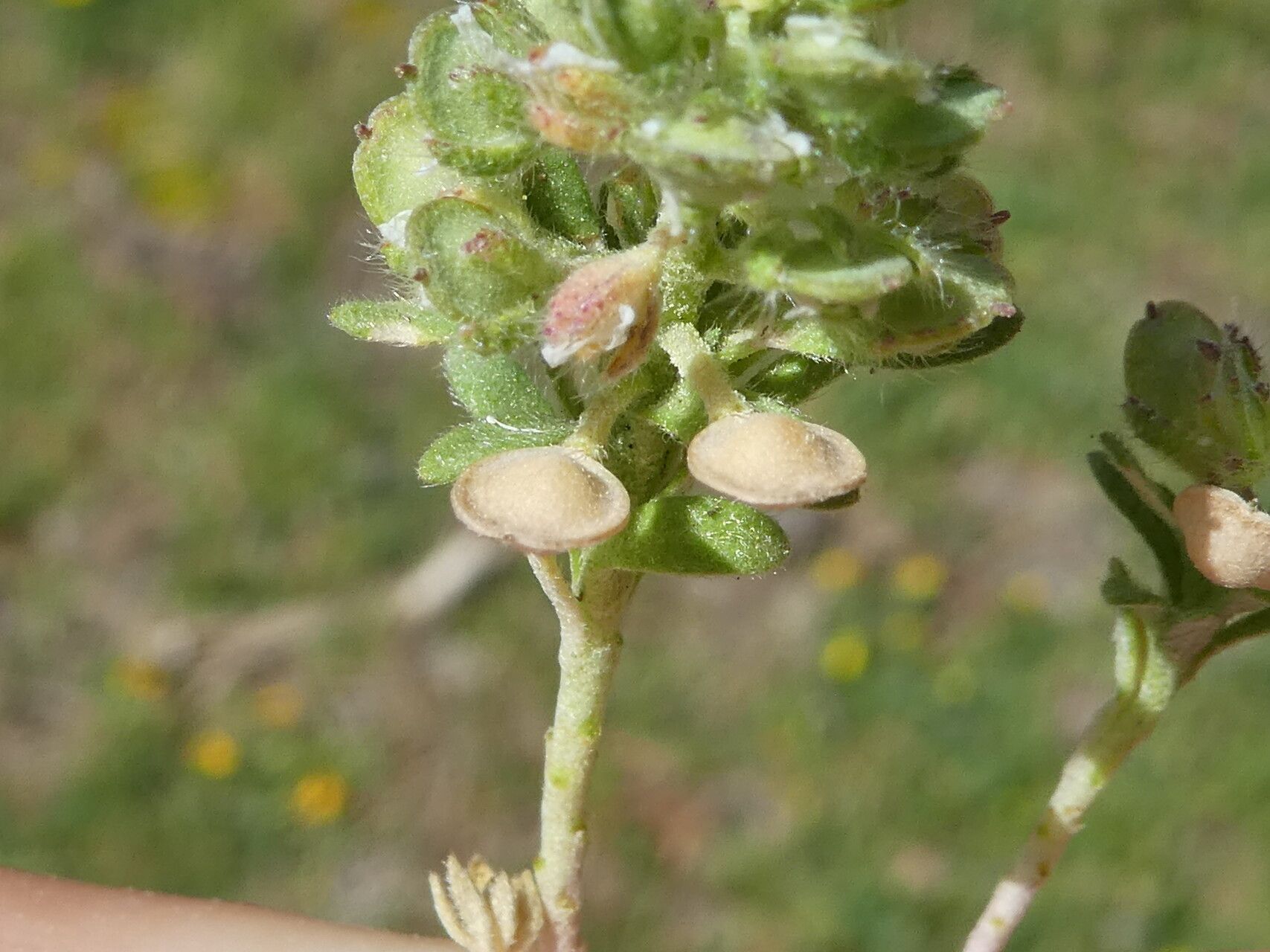 Alyssum alyssoides fruit