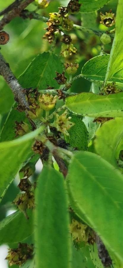 Rhamnus humboldtiana — search result for 'Rhamnus'