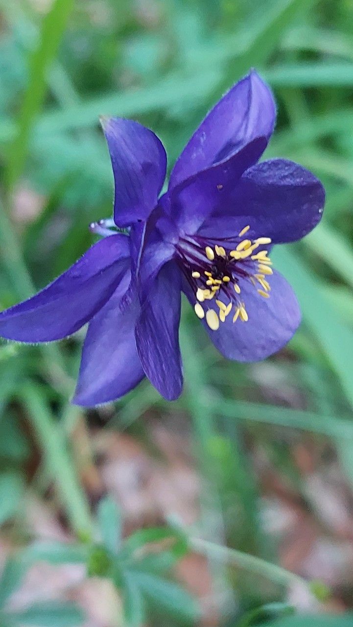 Aquilegia confusa — search result for 'Aquilegia'