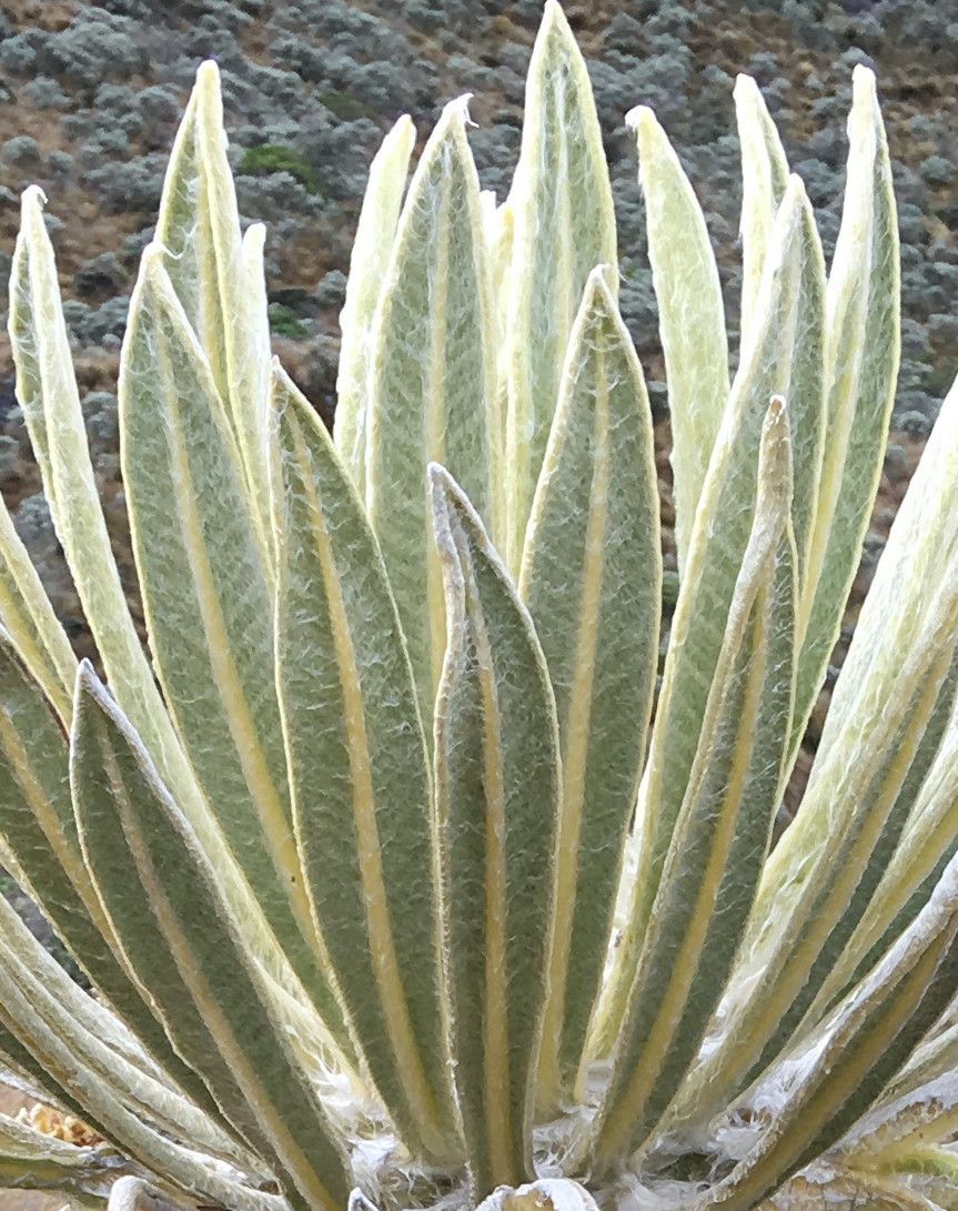 Espeletia hartwegiana — houseplant care guide