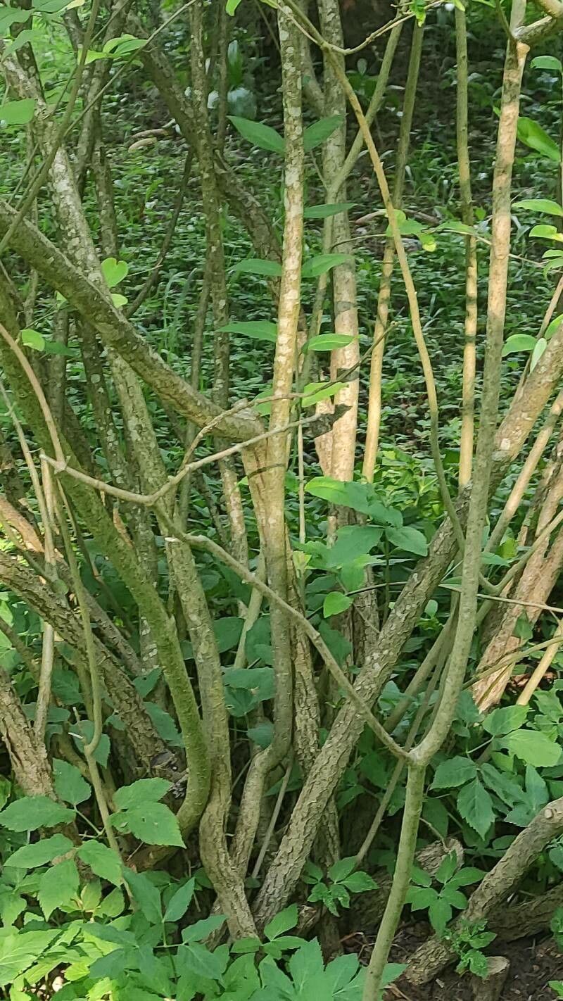 Ligustrum leucanthum bark