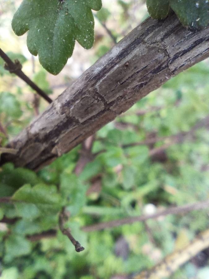 Jovellana violacea bark