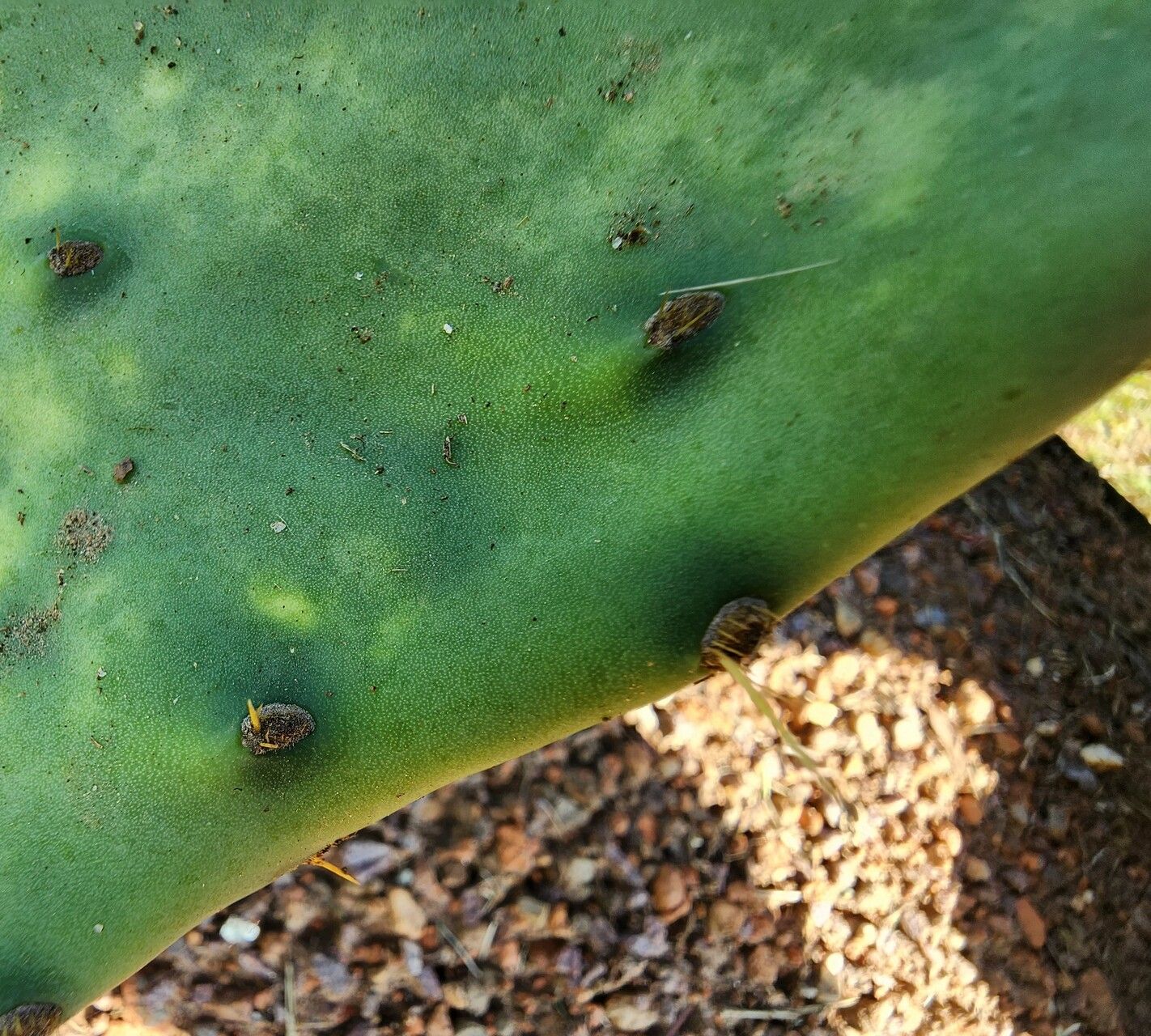 Opuntia lindheimeri leaf