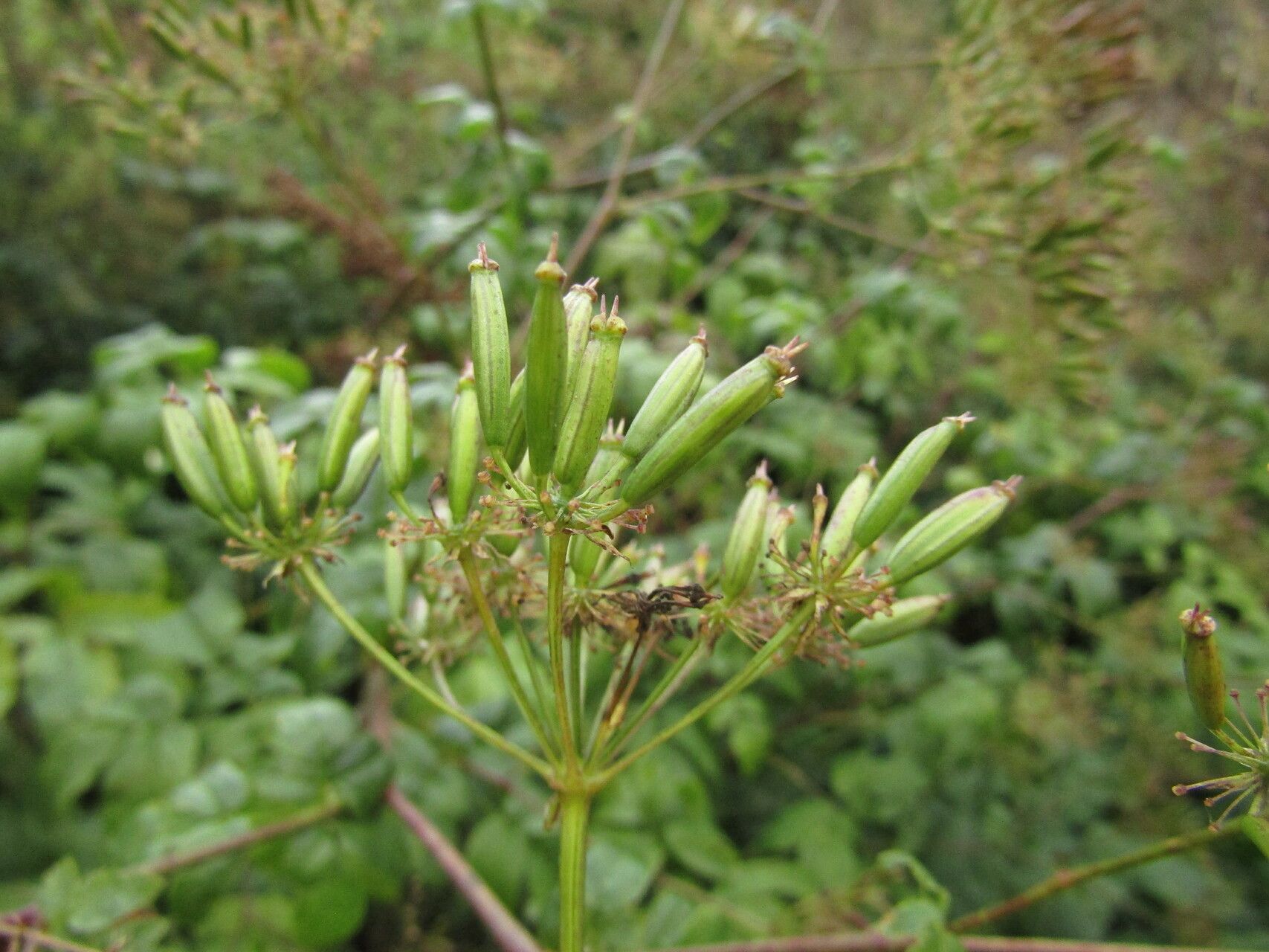 Chaerophyllum byzantinum fruit