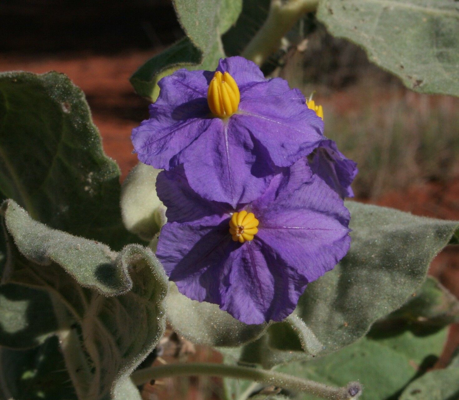 Solanum ashbyae — houseplant care guide