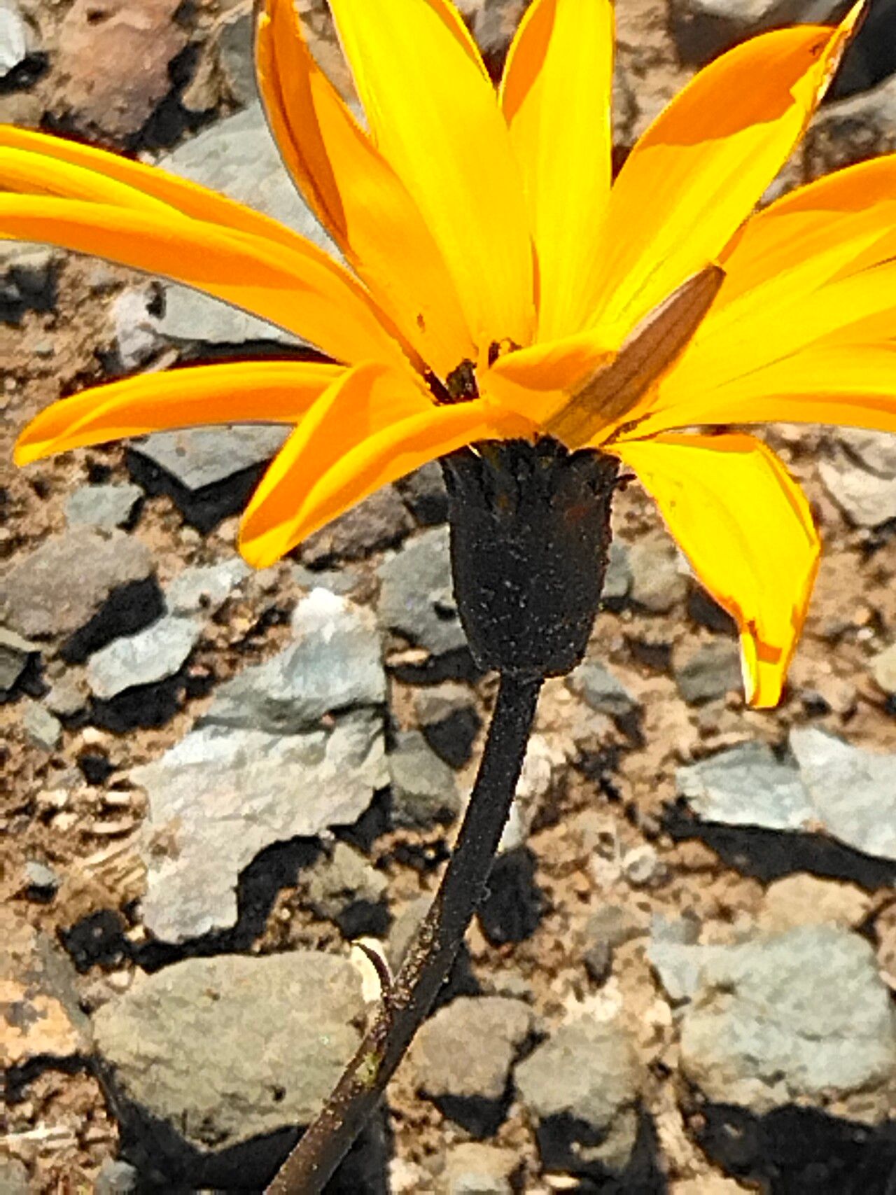 Gazania krebsiana flower