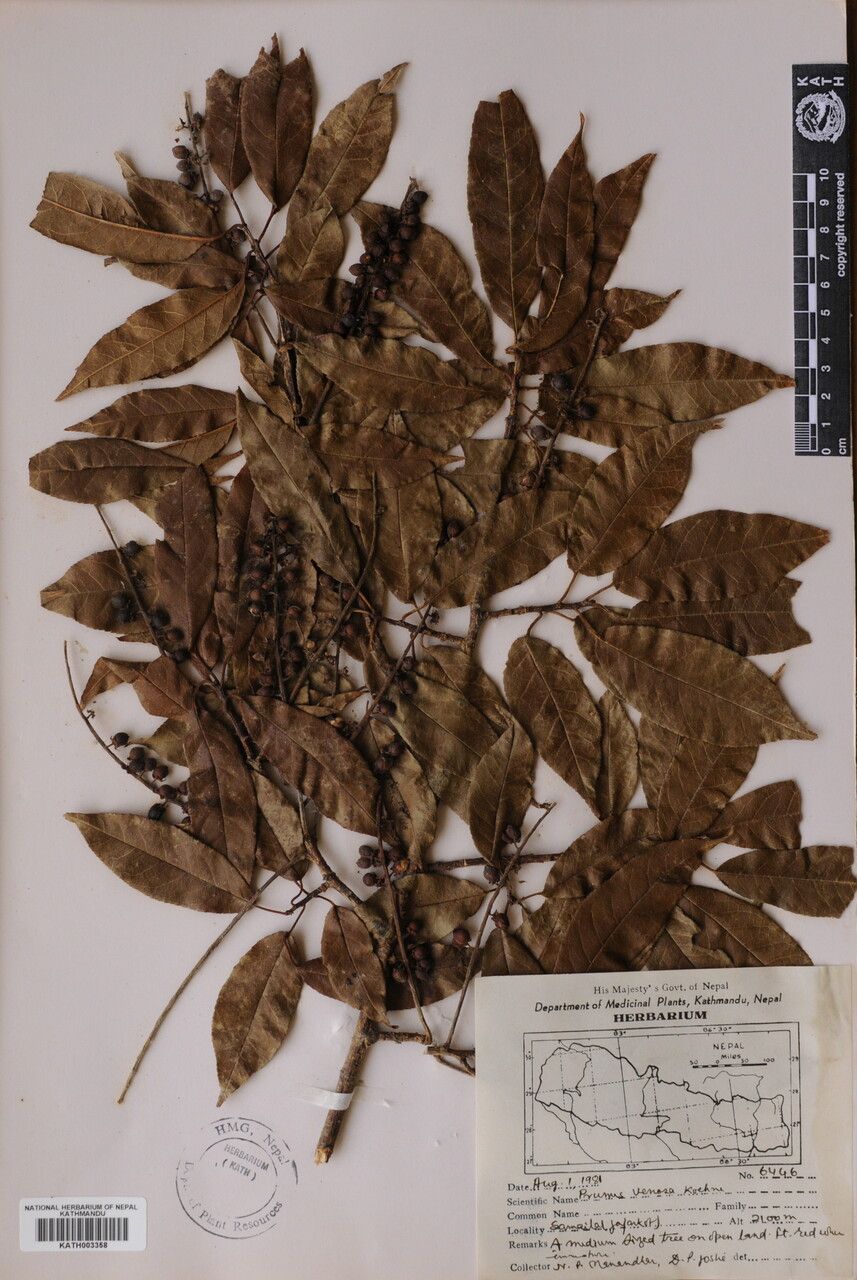 Prunus undulata other