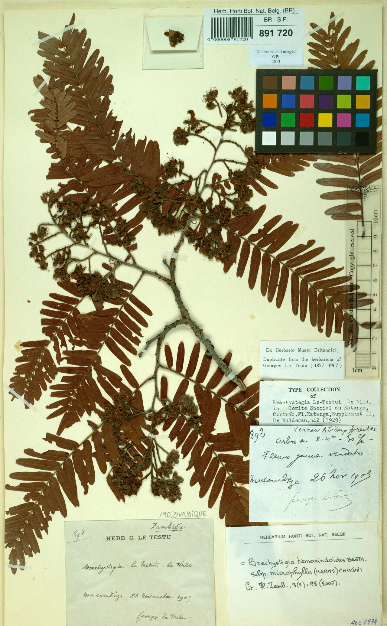 Brachystegia letestui — houseplant care guide