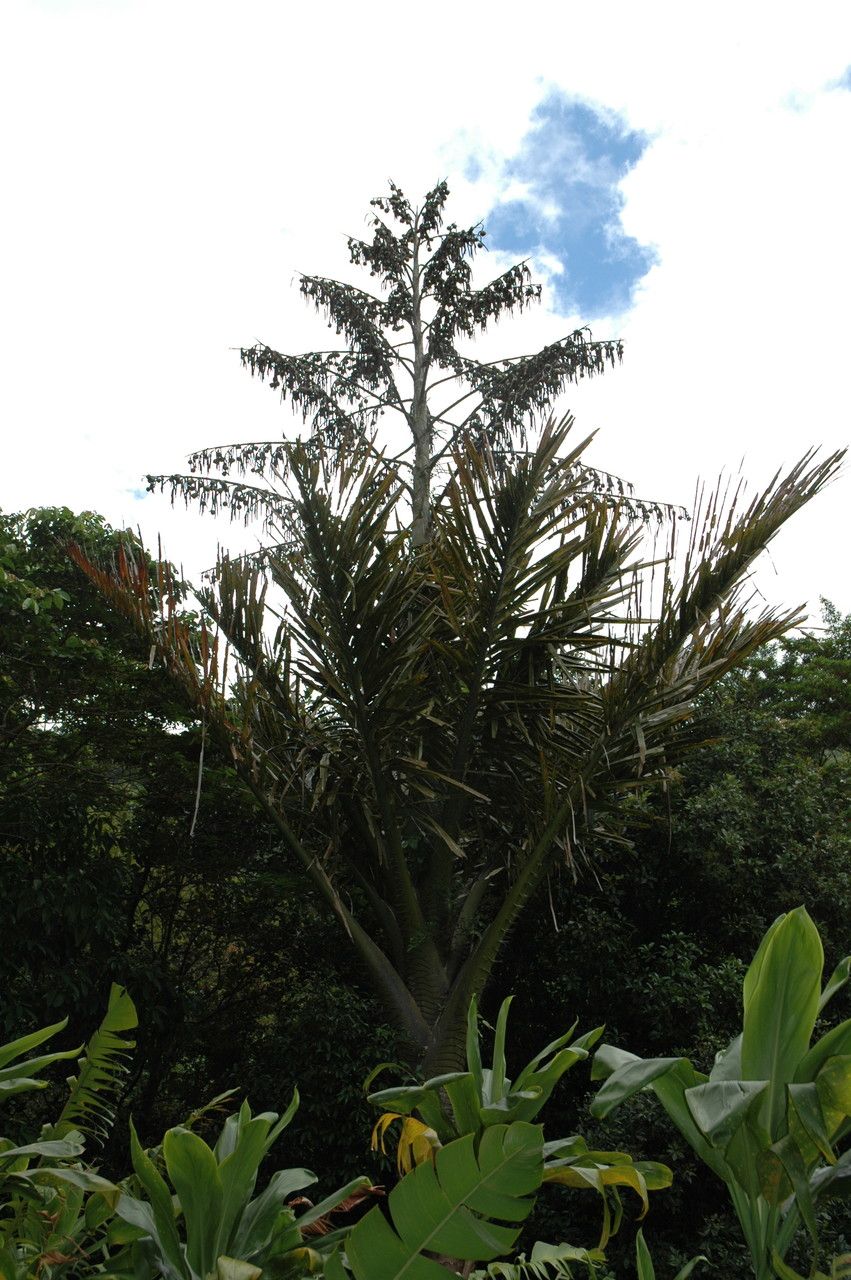 Metroxylon salomonense habit