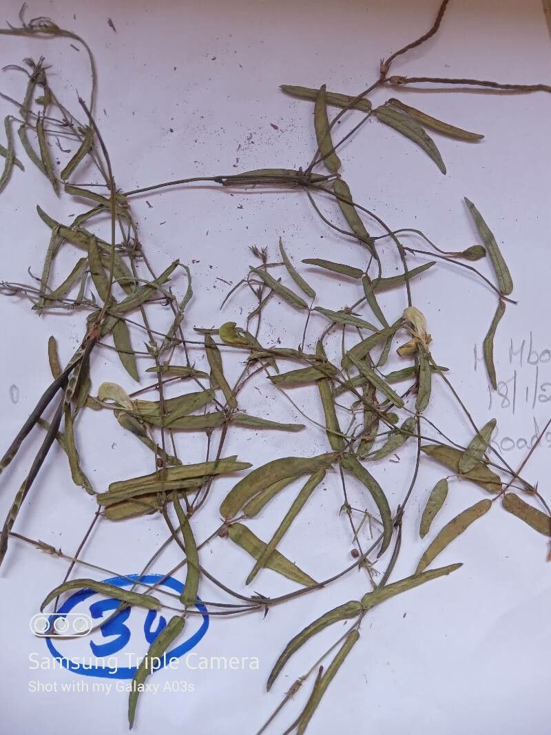 Vigna oblongifolia — houseplant care guide