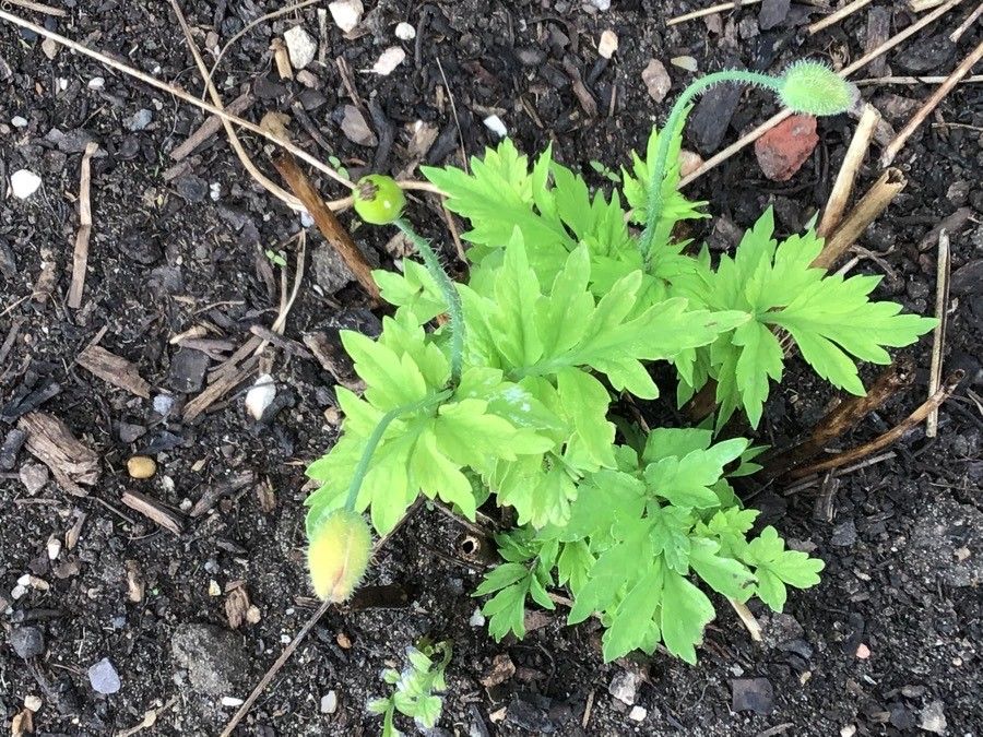 Meconopsis cambrica leaf