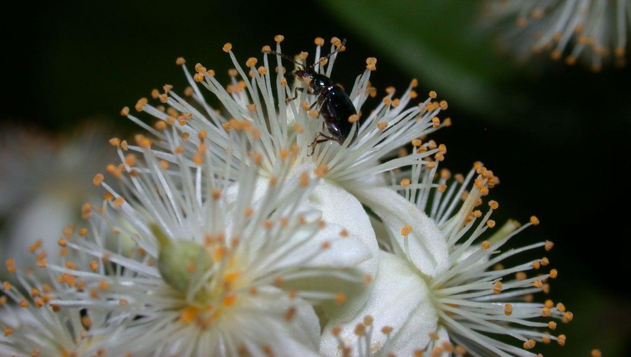 Pleuranthodendron lindenii flower