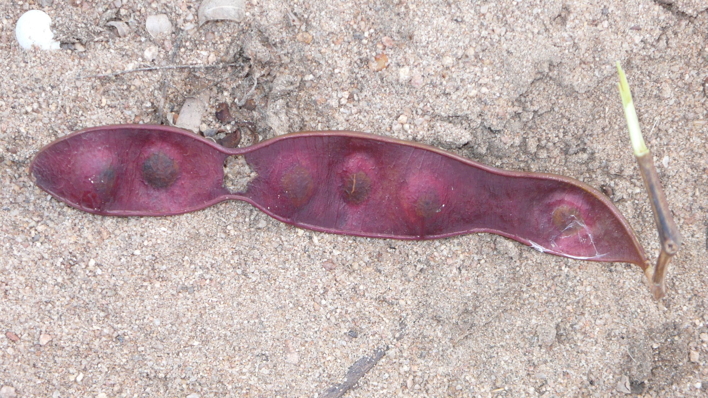 Piptadenia retusa fruit